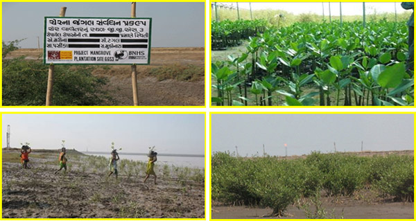 Mangrove Plantation in Gandhar Area