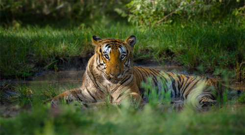 Bengal tiger-(Panthera tigris tigris), Shot @ Bandipur Tiger reserves, Karnataka