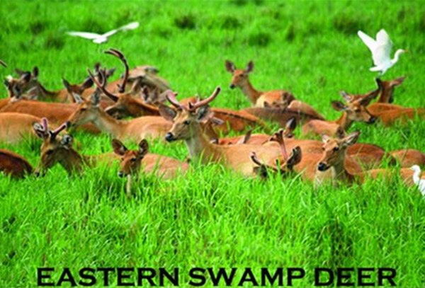 Eastern Swamp Deer